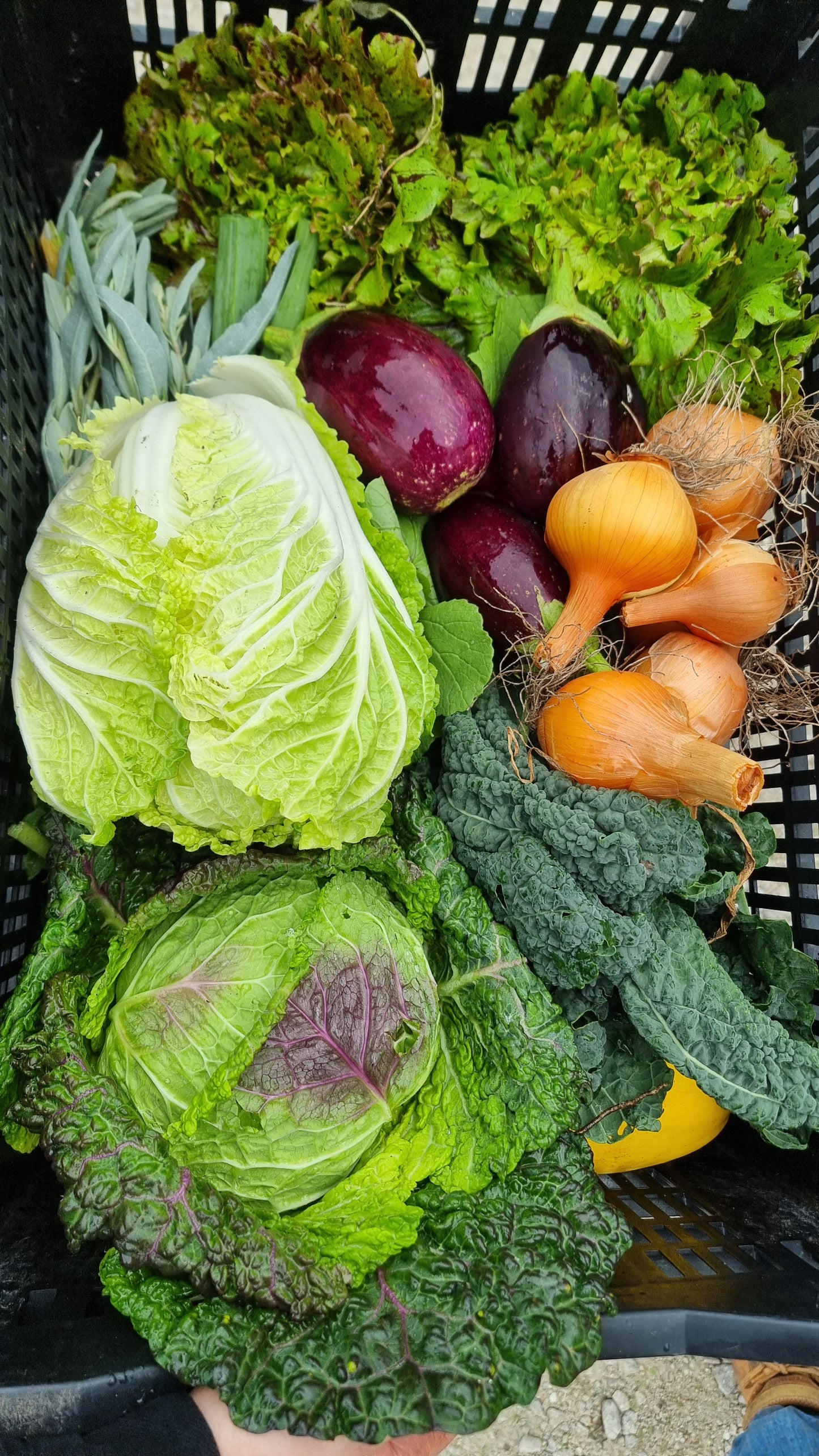 Farmers Choice Medium Veggie Box